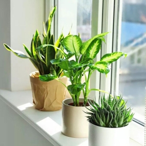 nhung-luu-y-quan-trong-khong-nen-bo-qua-khi-xay-nha-huong-bac